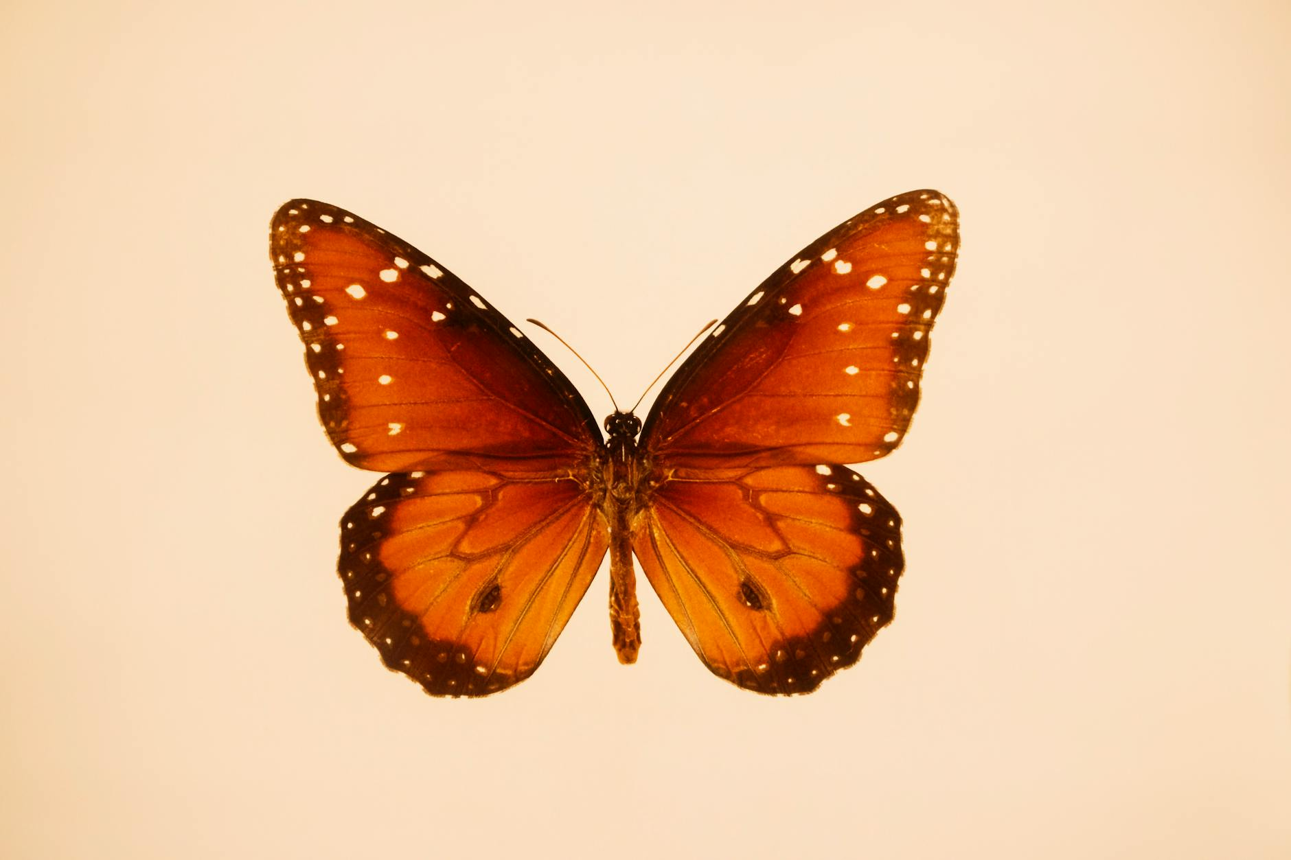 a butterfly is shown in a white background